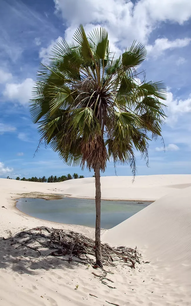Carnaúba solitária entre as dunas do litoral de Cruz, Ceará