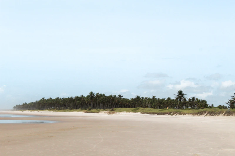 Coqueiros sobre o mar calmo, costa de Alagoas